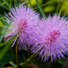 Sensitive plant, Sleepy plant, Action plant, Touch-me-not, Shameplant