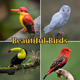Beautiful Birds Gallery - náhled
