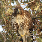 Red-tailed Hawk