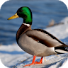 Duck Wallpapers icon