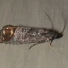 Codling Moth