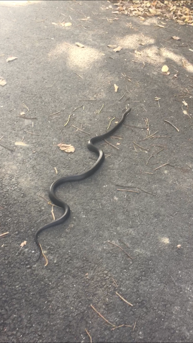 Black Rat Snake