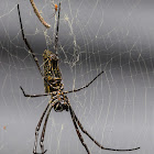 Batik Golden Web Spider