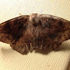 Large Maple Spanworm Moth