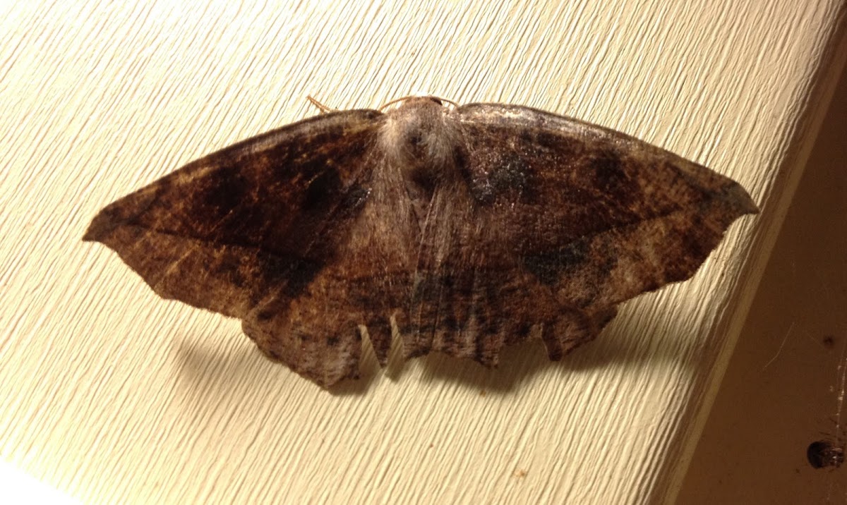 Large Maple Spanworm Moth