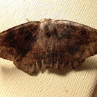 Large Maple Spanworm Moth