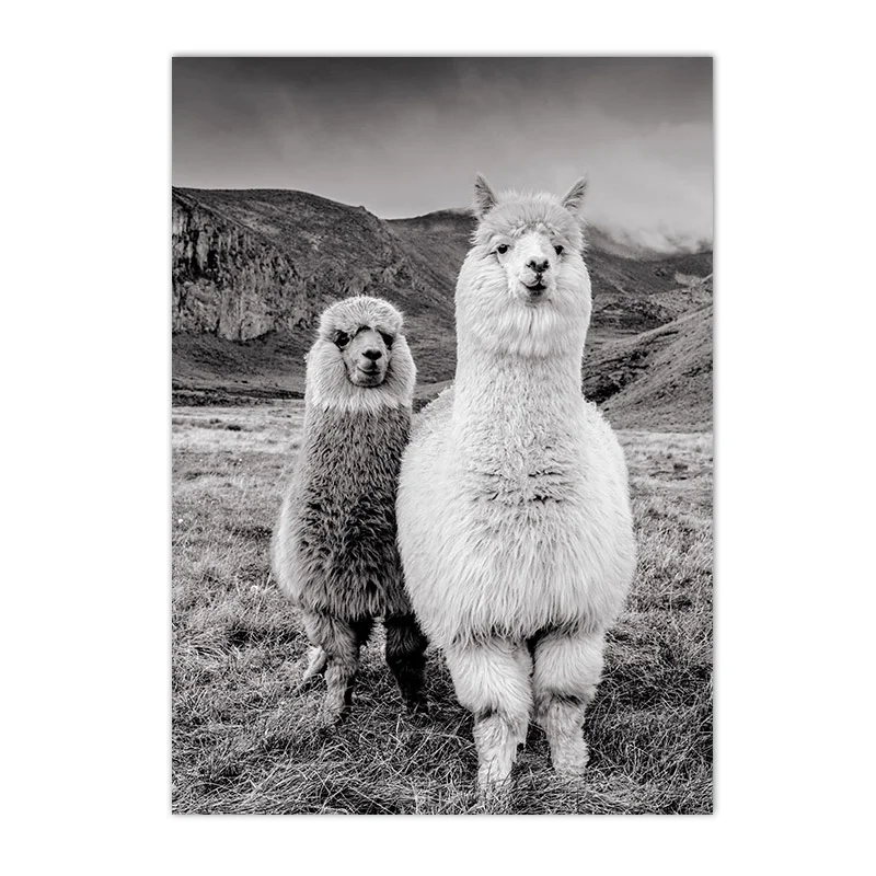 Title 5, Zwart-wit dierenposter met kameel canvas print,...