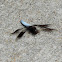 Common Whitetail Skimmer