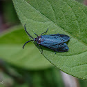 Forester Moth