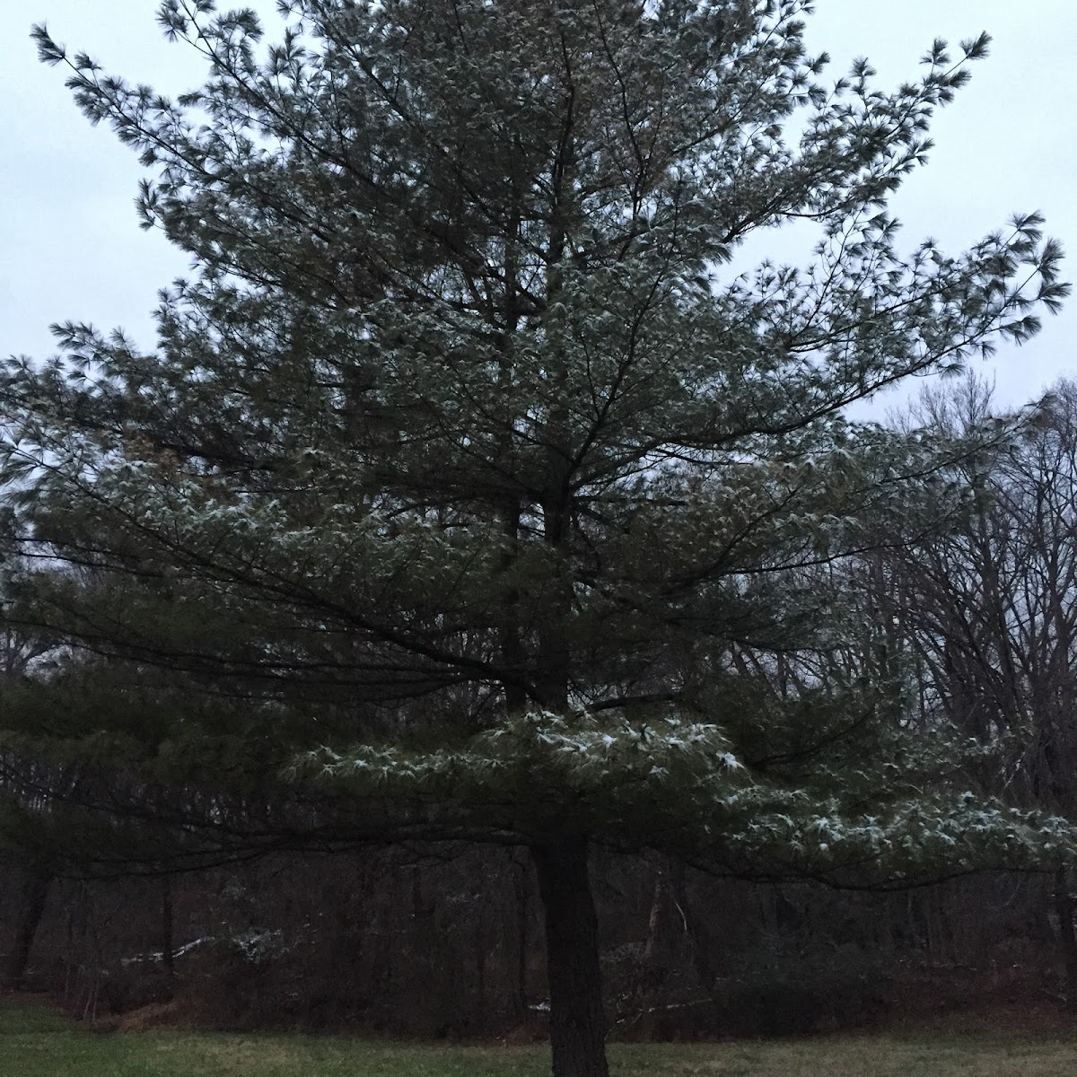 Eastern white pine