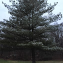 Eastern white pine