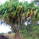 Pandanus, Hala, Thatch Screwpine