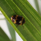 Fungus beetle