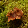 Stalked Polypore