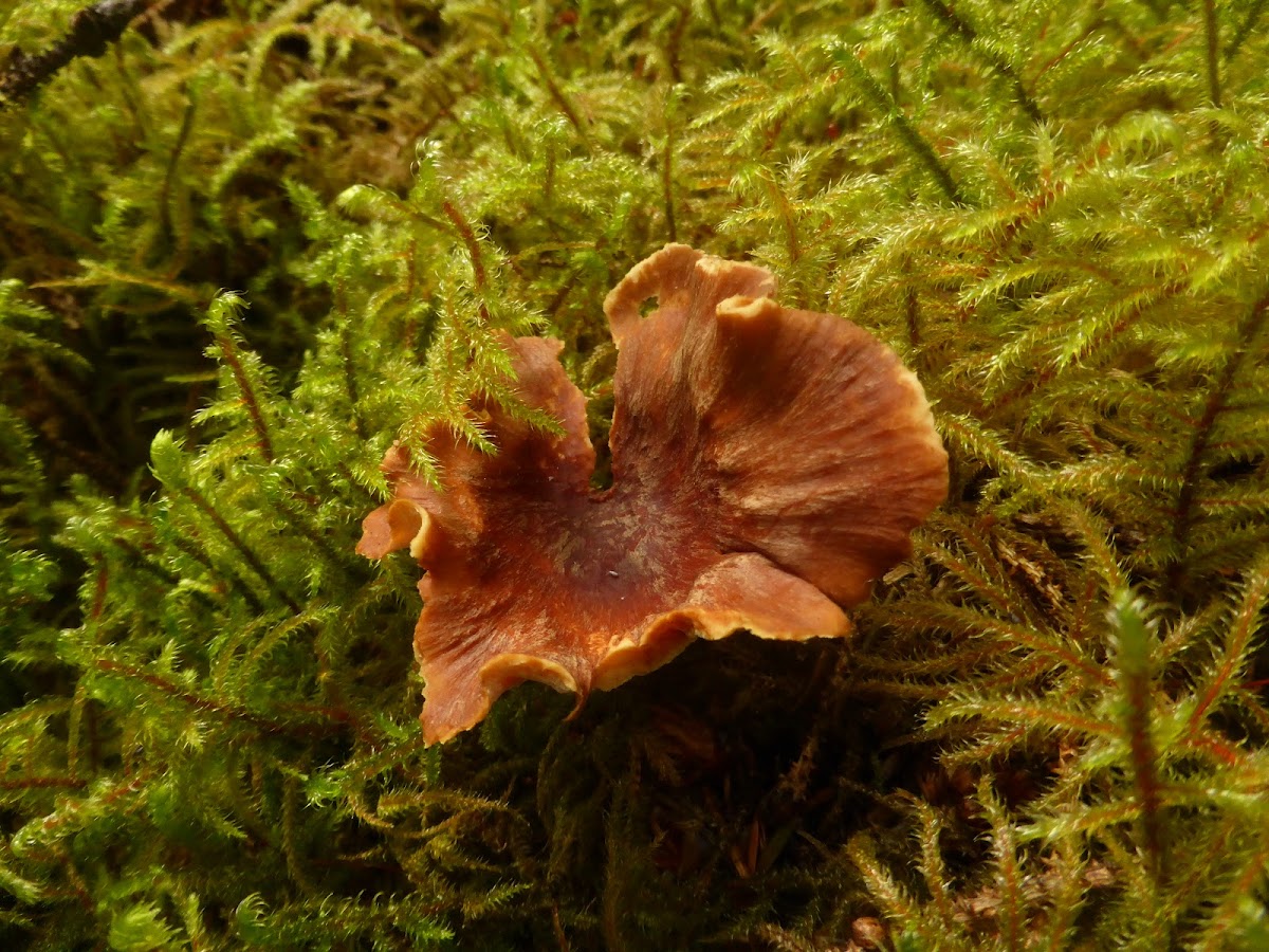 Stalked Polypore