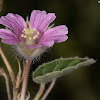 silky monsonia