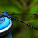 Blue Dragonfly (boreal bluet)