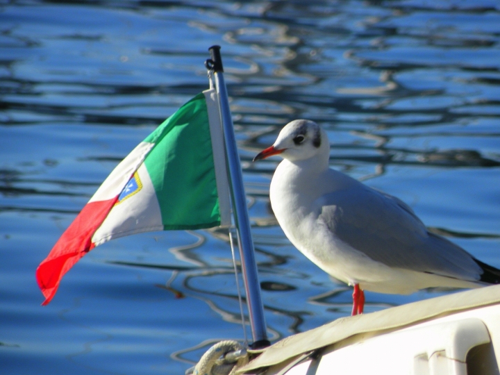 Il guardiano del...porto! di Wilmanna