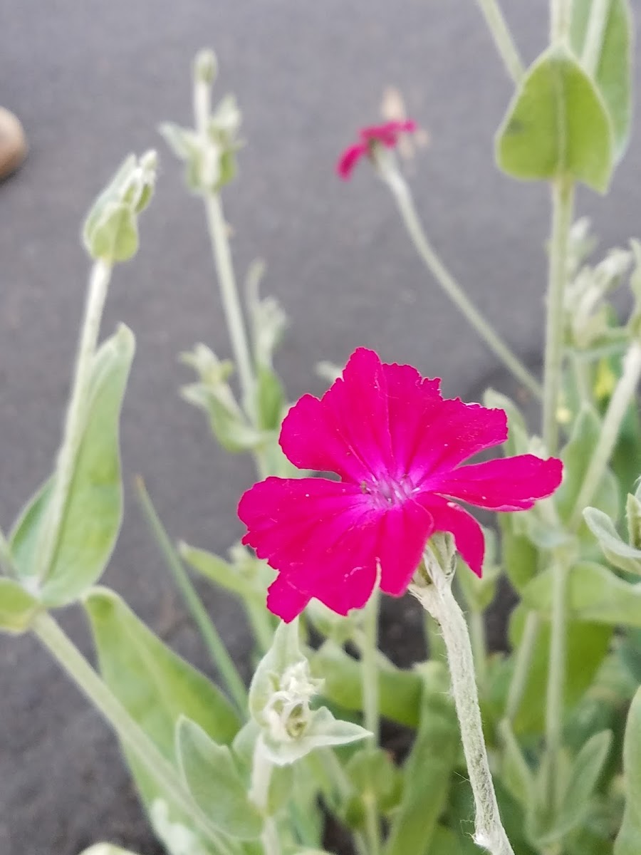 Rose Campion