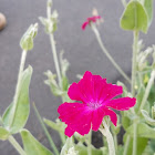 Rose Campion