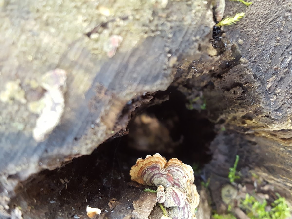 False Turkey Tail