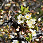 Blackthorn