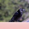 Common Raven