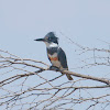 Belted Kingfisher