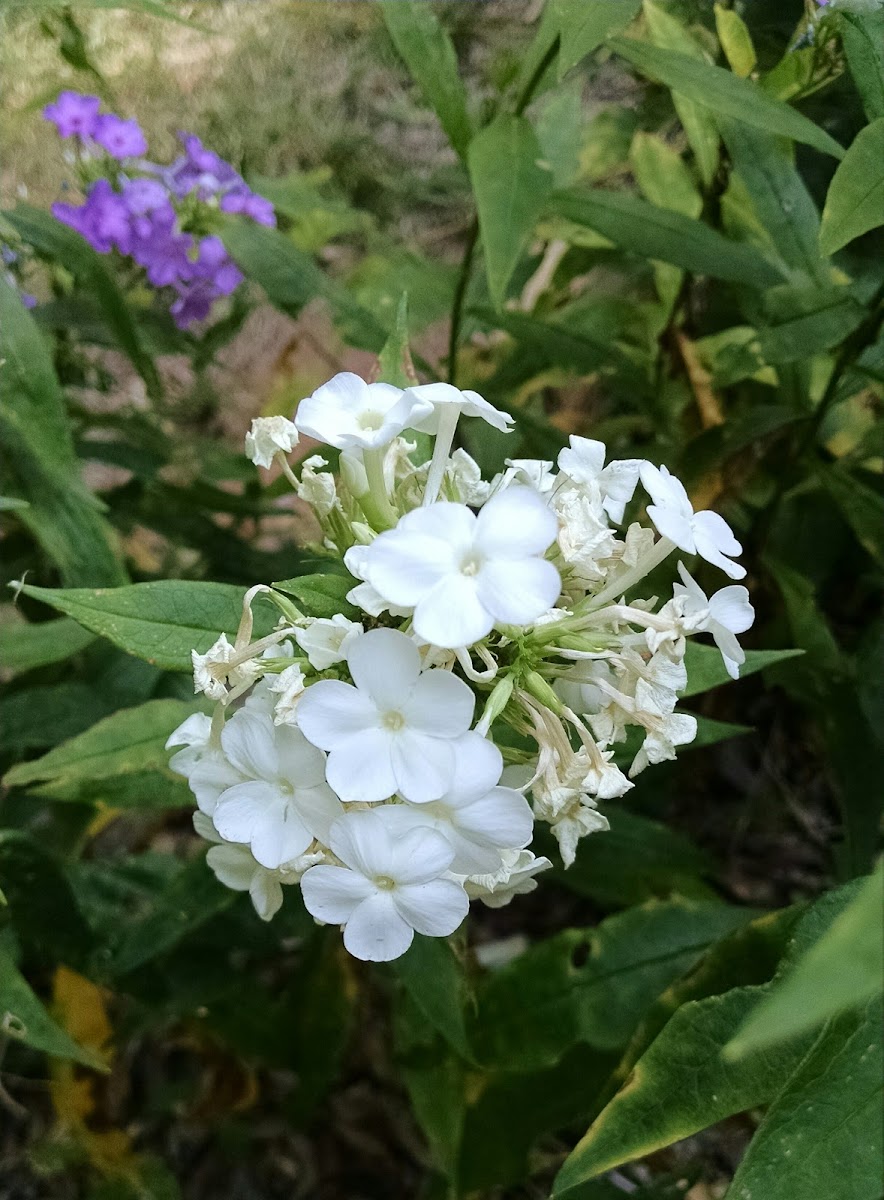 White Garden Phlox