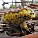 Boletus Mushroom