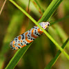 Bella moth, Ornate moth or Rattlebox moth