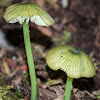 Entoloma rodwayi