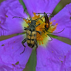 Flower Longhorn Beetle