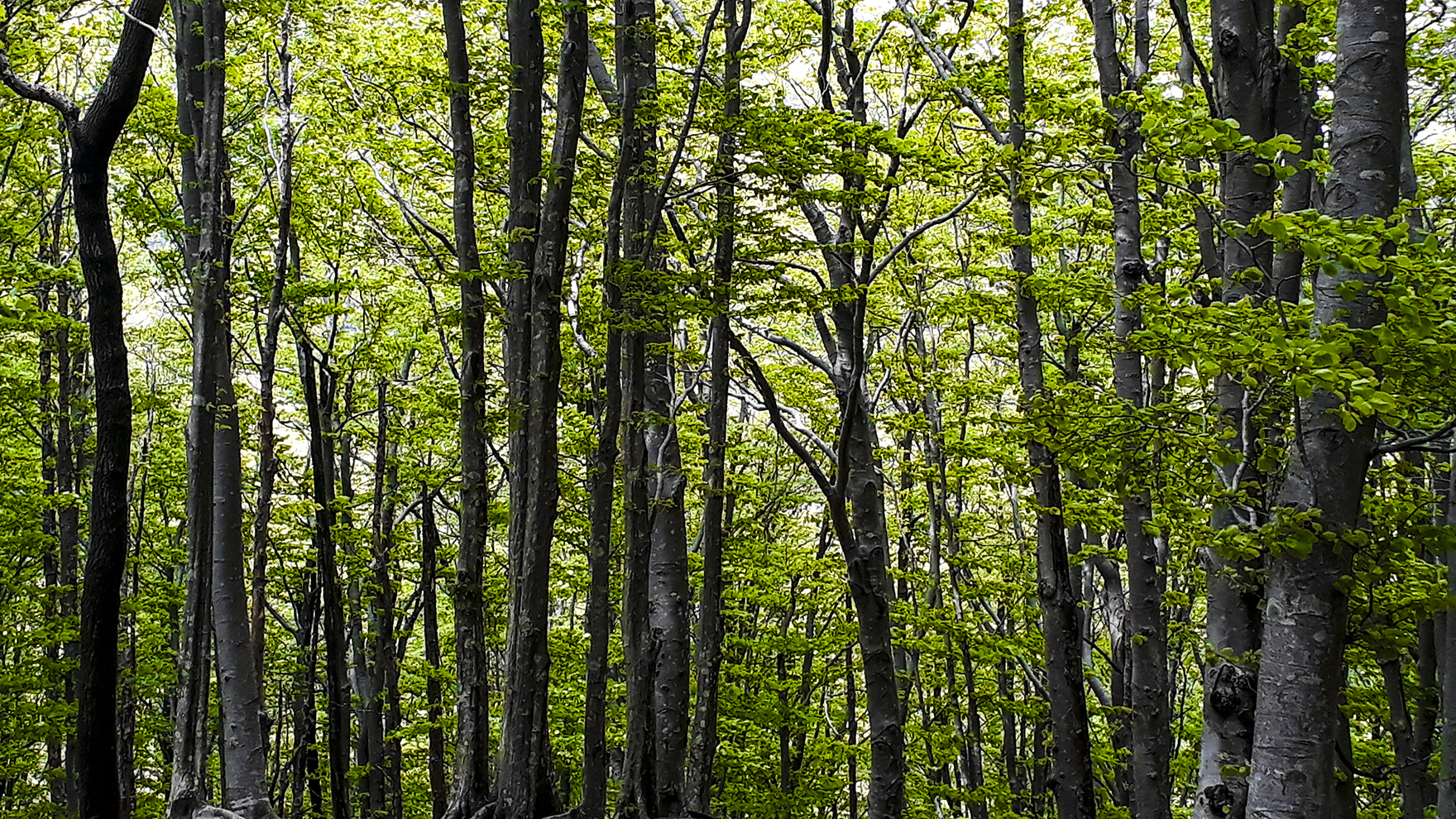 Alberi di dylan70