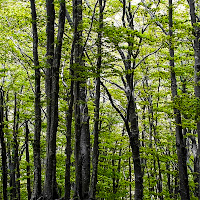 Alberi di 