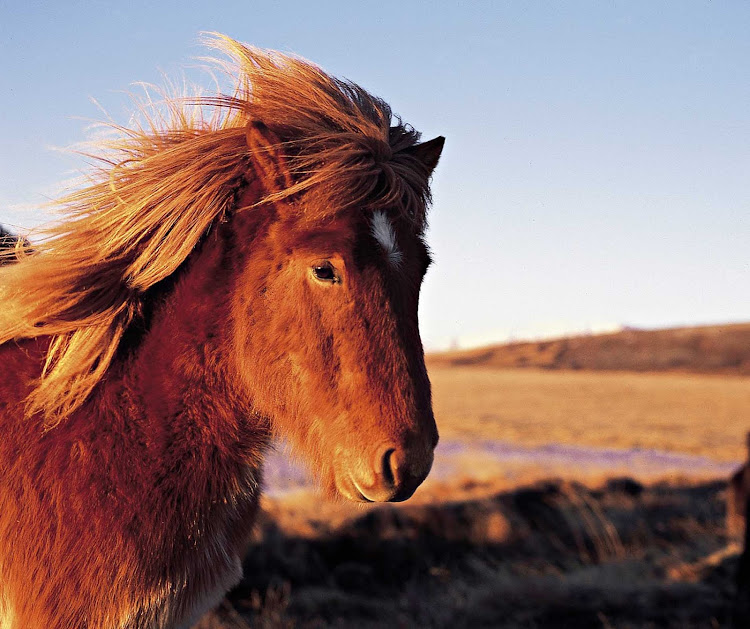 Icelandic horses are smaller and a little fuzzier than their North American counterparts.