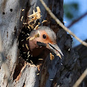 Yellow-shafted Flicker (Expelling Wood Chips)