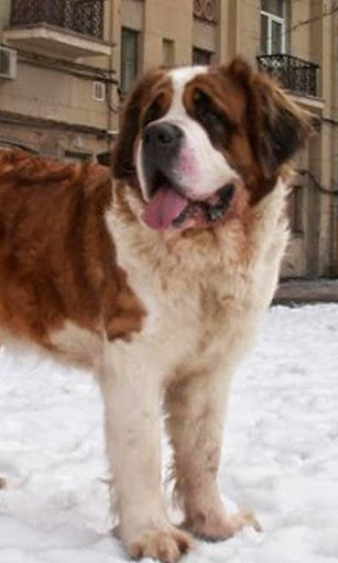 St Bernard HD Pictures Wallpap