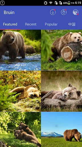 Bear Wallpapers