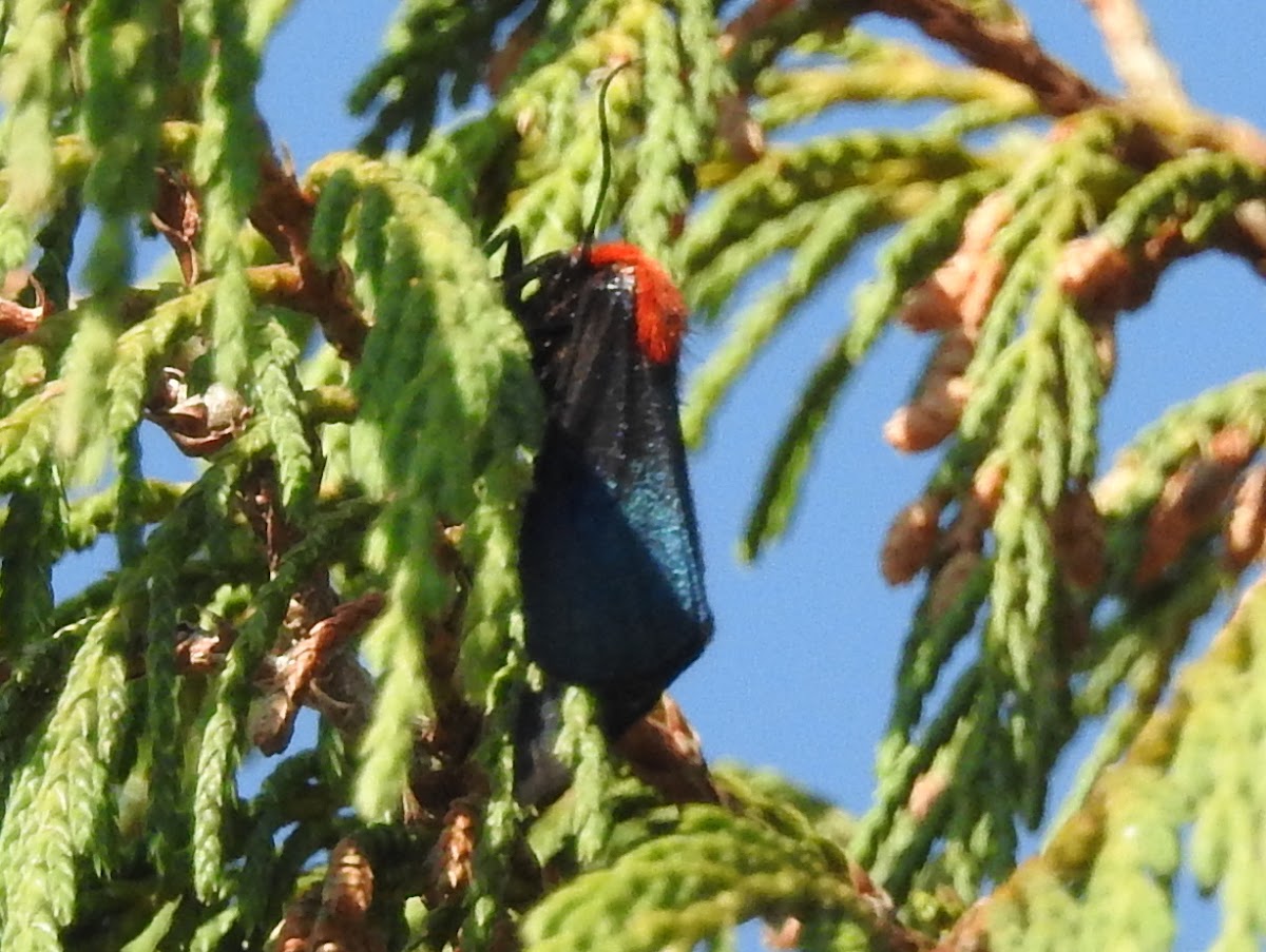 Crimson-bodied Lichen Moth