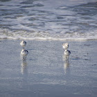 Sanderling