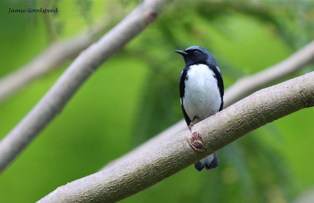 black throated blue warbler