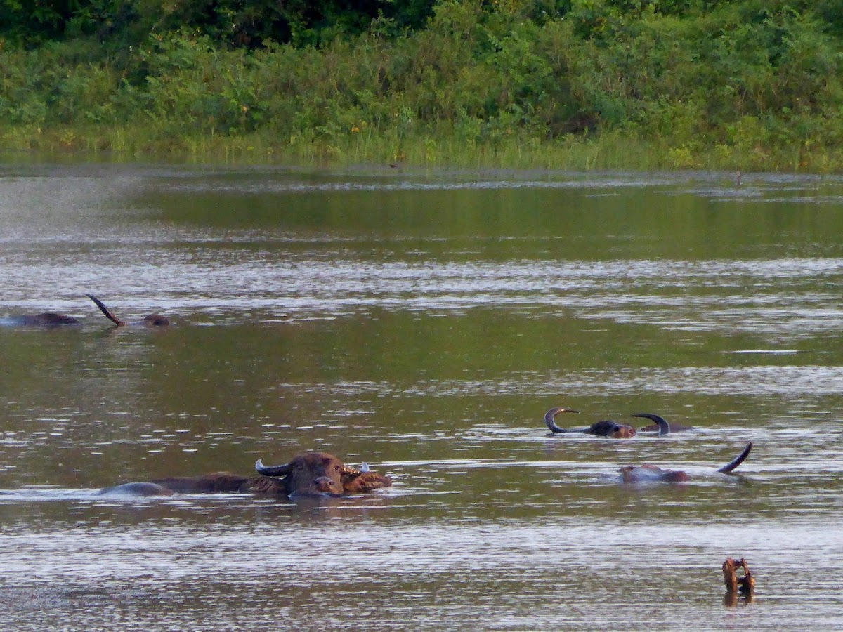 Wild Water buffalo