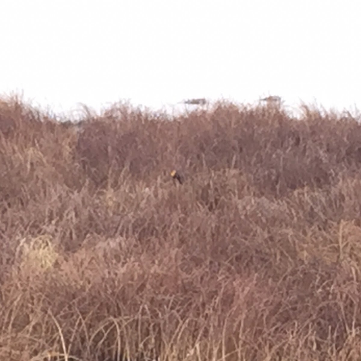 Yellow-Headed Blackbird (male)