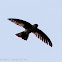 Edible-nest Swiftlet