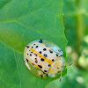 Spotted Tortoise Beetle