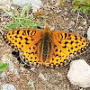 Mormon Fritillary