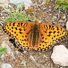 Mormon Fritillary