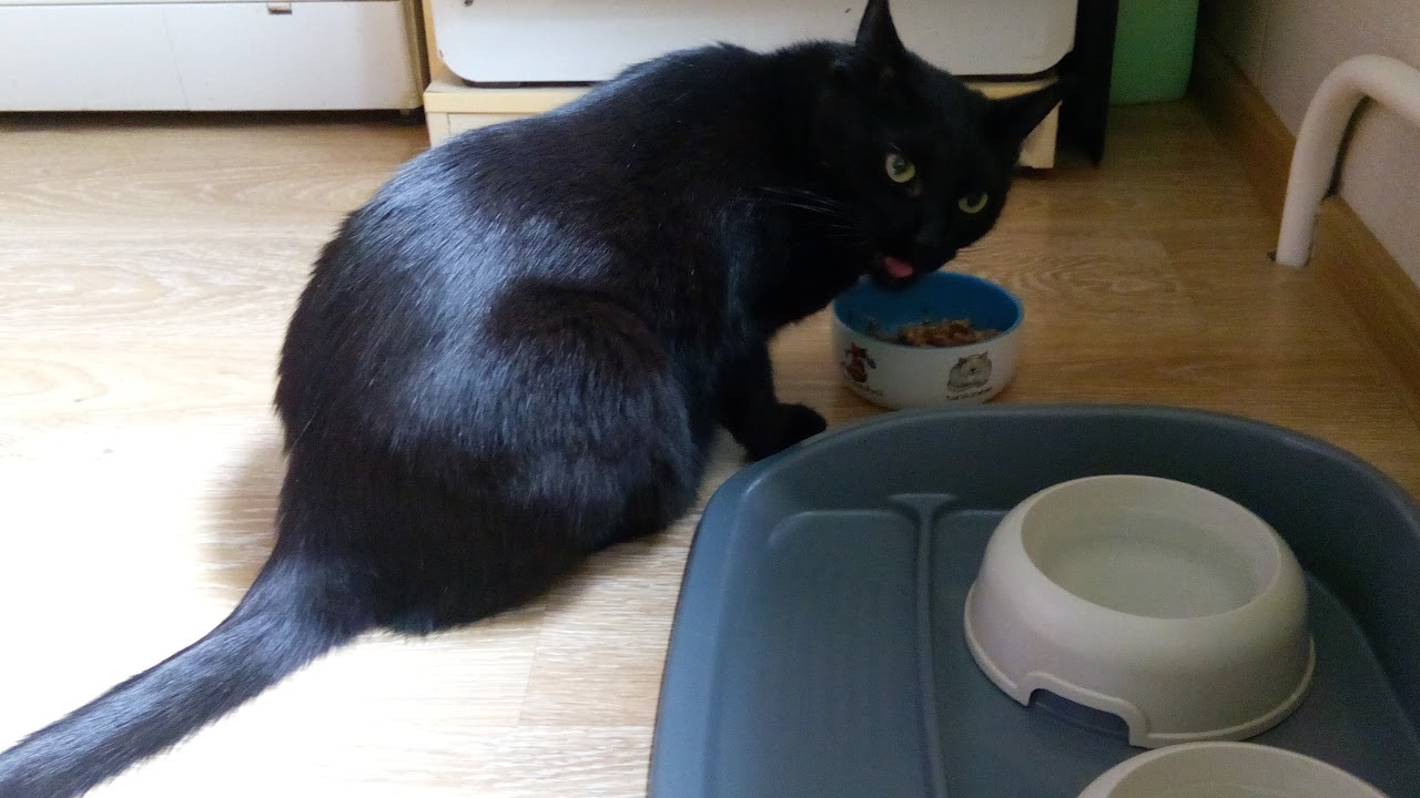 На встречу к питерским котам. Летний вечер с Нет.