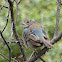 Indigo Bunting (molting)